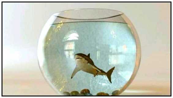 A Shark in a Fishbowl